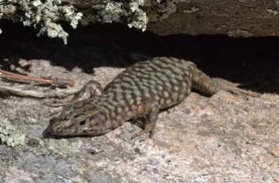 bedriaga's rock lizard.1710 corsica