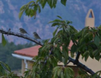 Corsican Finch in Evisa