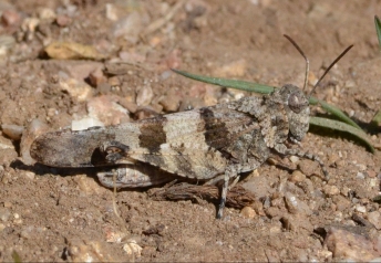 corsican grasshopper.1701