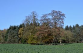 The kale field and Hornbeams
