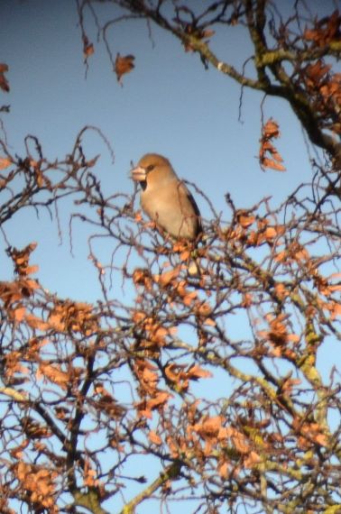 Hawfinch (male): "I don't do in focus either"