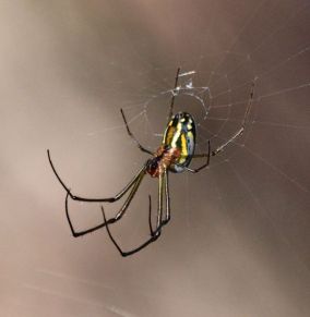 Unknown spider sp
