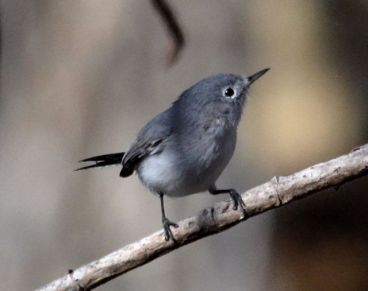 Blue and Gray Gnatcatcher