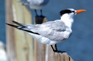 Royal Tern (adult winter)