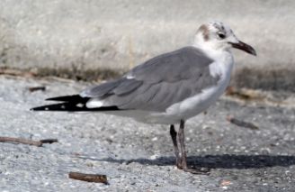 Laughing Gull (adult winter)