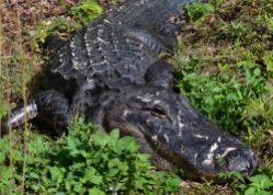 american alligator.1802 everglades
