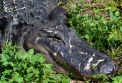 american alligator.1803 everglades