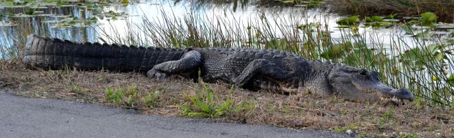 american alligator.1804 everglades park royal