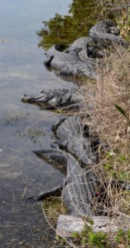 american alligator.1832 big cypress oasis