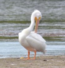 american white pelican.1808 sanibel island
