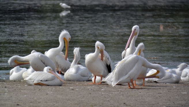 American White Pelican colony