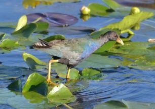 Except for these ... Purple Gallinule