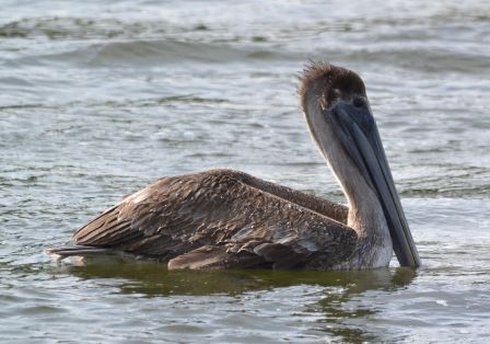 Brown Pelican (juv)