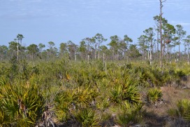 Original Florida landscape