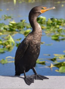 Double-crested Cormorant (1w?)