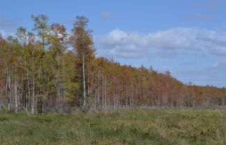 CSS forest edge and wet prairie habitat