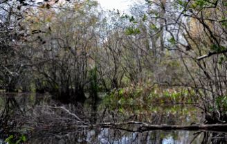 CSS Cypress swamp forest habitat