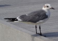 Laughing Gull (adult winter)
