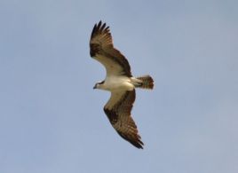 Overhead Osprey