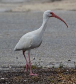 white ibis.1801 key largo