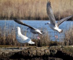 Glaucous (imm) and other gulls
