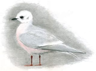 Ross's Gull © rights of owner reserved