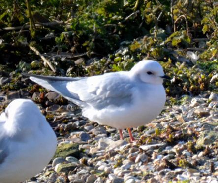 Adult Ross's Gull (all pictures)