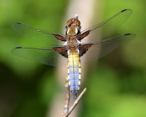 Broad-bodied Chaser (maturing male)