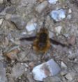 Dark-edged Bee Fly