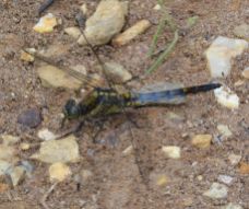 Black-tailed Skimmer (maturing male)