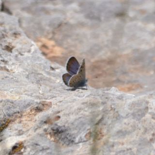 Odd-spot Blue (male)