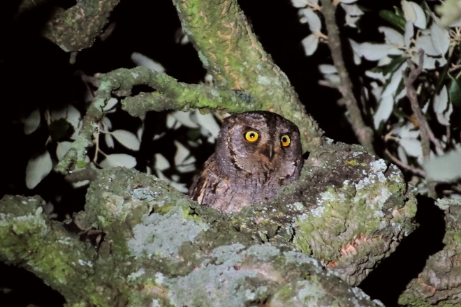 scops owl.1801 su baaone