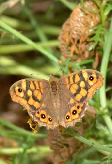 Speckled Wood (southern race)