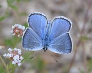 Amanda's Blue (male)