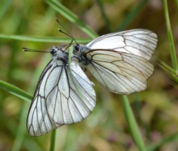 Black-veined White (male left and female)