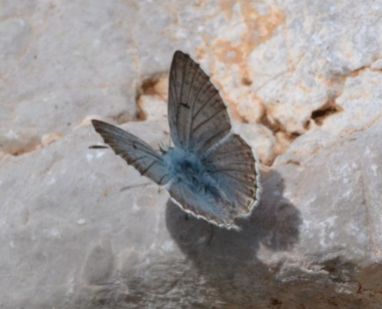 Blue Argus (male)