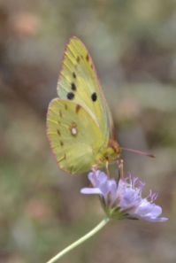Clouded Yellow (Helice form)