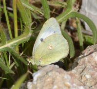 Clouded Yellow (sp)