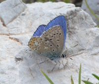Common Blue (male)