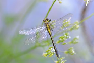 Common Clubtail (teneral)