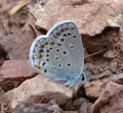 Eastern Baton Blue (male)