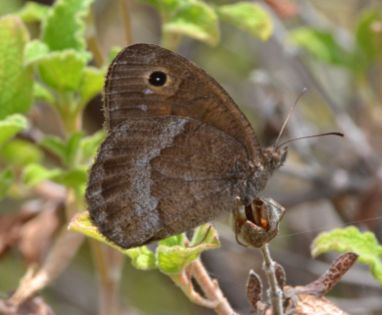Great Sooty Satyr (male)