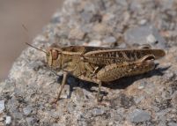 Grasshopper sp