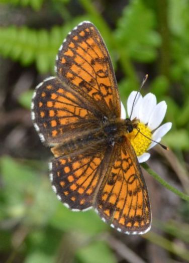Heath Fritillary (all pictures)