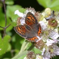Small Copper (third brood)