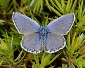 Zephyr Blue (male)