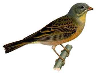 Ortolan Bunting (male) © rights of owner reserved