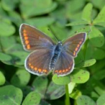Brown Argus (all images)