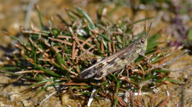 A selection of Cretan grasshoppers, masters of camouflage all