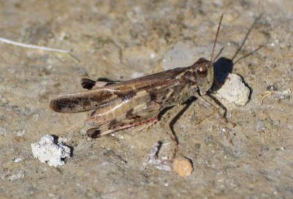 crete grasshopper.1805